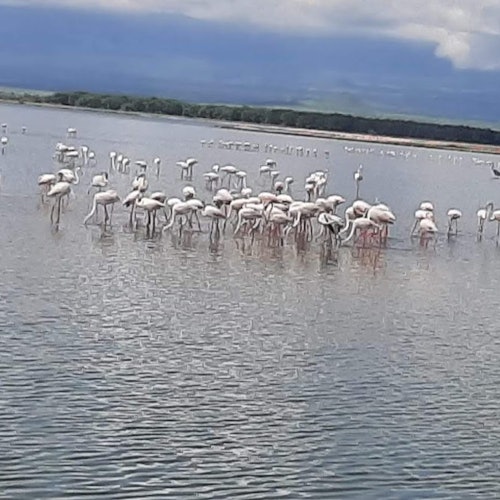 Parque Nacional del Lago Nakuru: Excursión de un día desde Nairobi