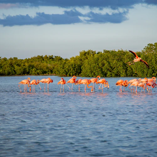 Rio Lagartos e Las Coloradas: Visita guiada, almoço com bebidas + traslado - Photo 6