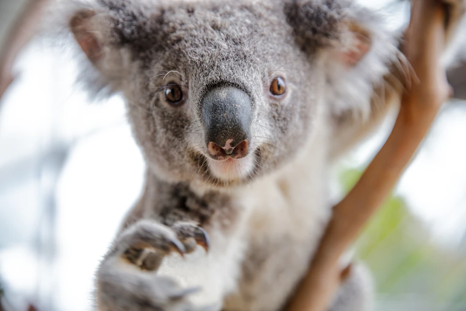 Close-up of a koala's face and paw, with grey fur and a black nose, holding onto a branch.
