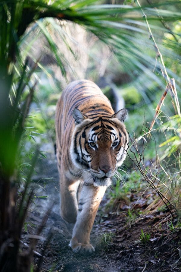 A tiger walking through dense green foliage, staring directly ahead.