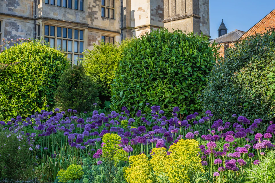A garden with purple and yellow flowers in front of a historic building with stone walls and large windows.