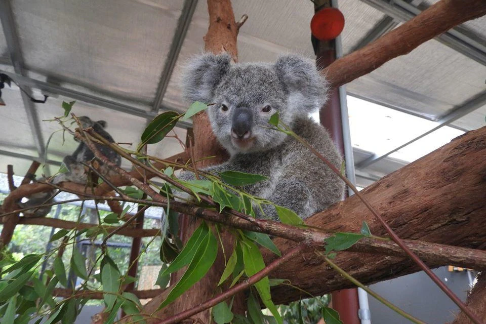 Kuranda Koala Gardens