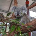 Сады коалы в Куранде