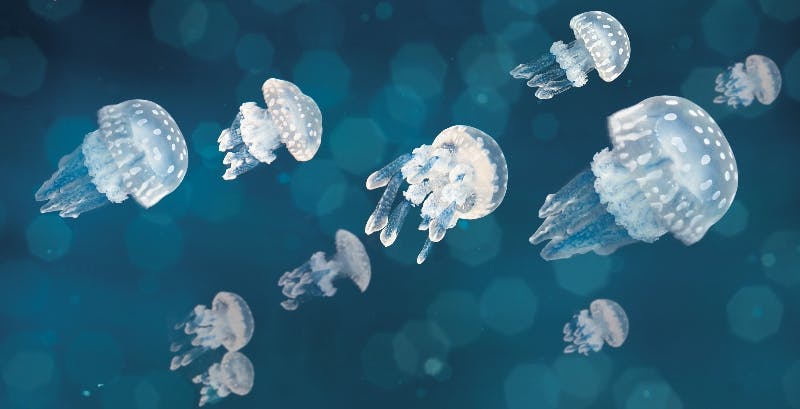 Vancouver Aquarium Entry Ticket I Need Tours