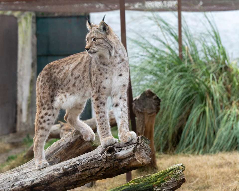 A lynx stands alert on a fallen tree in an enclosure with tall grass and wooden logs.