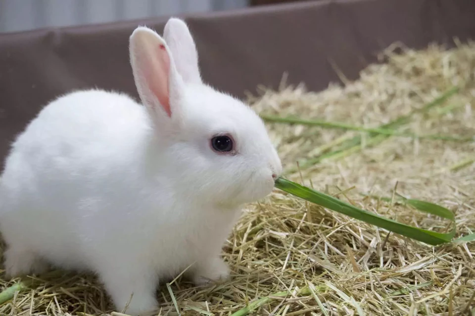 A small white rabbit eating green grass while sitting on a straw bedding.