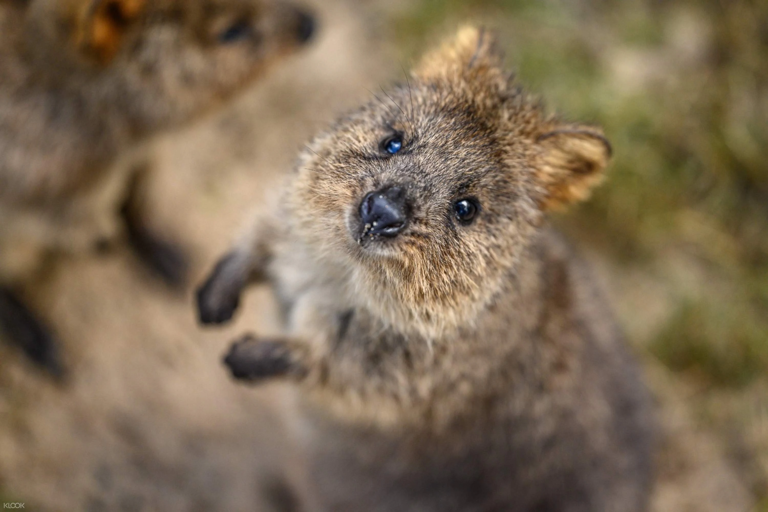 Featherdale Sydney Wildlife Park: Entry Ticket