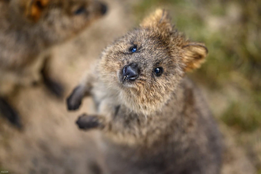 Featherdale Sydney Wildlife Park Tickets
