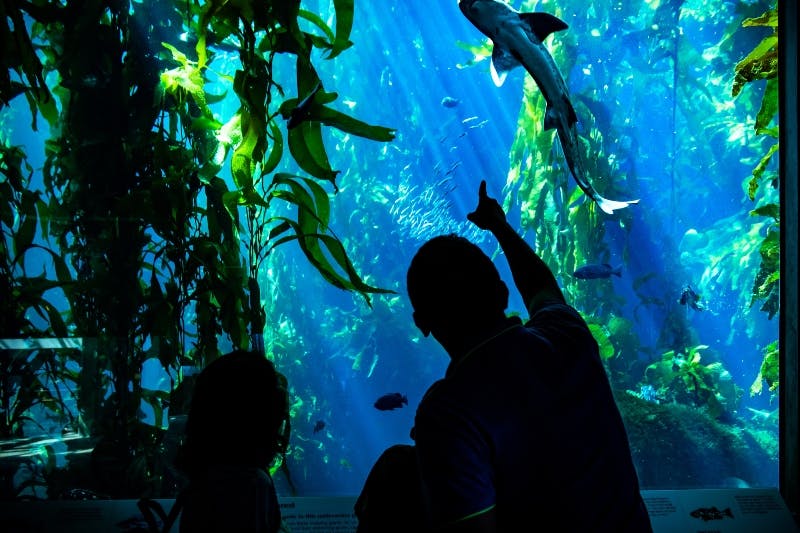 A man and child watch fish and a shark swim among seaweed in an aquarium, illuminated by blue light.