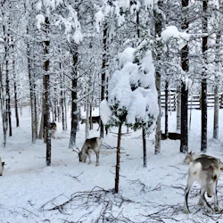 Reindeer Farm: Guided Tour + Transfer 2