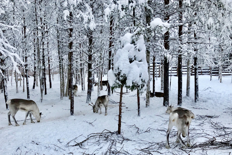 Visit to a reindeer farm