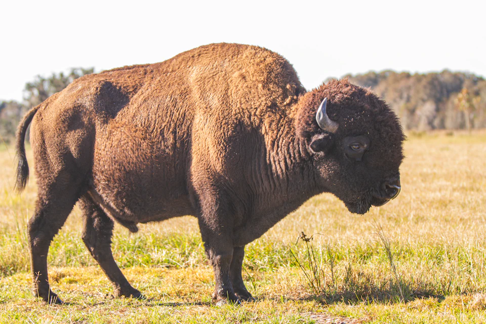 A bison stands on grass in a field with distant trees and a clear sky in the background.