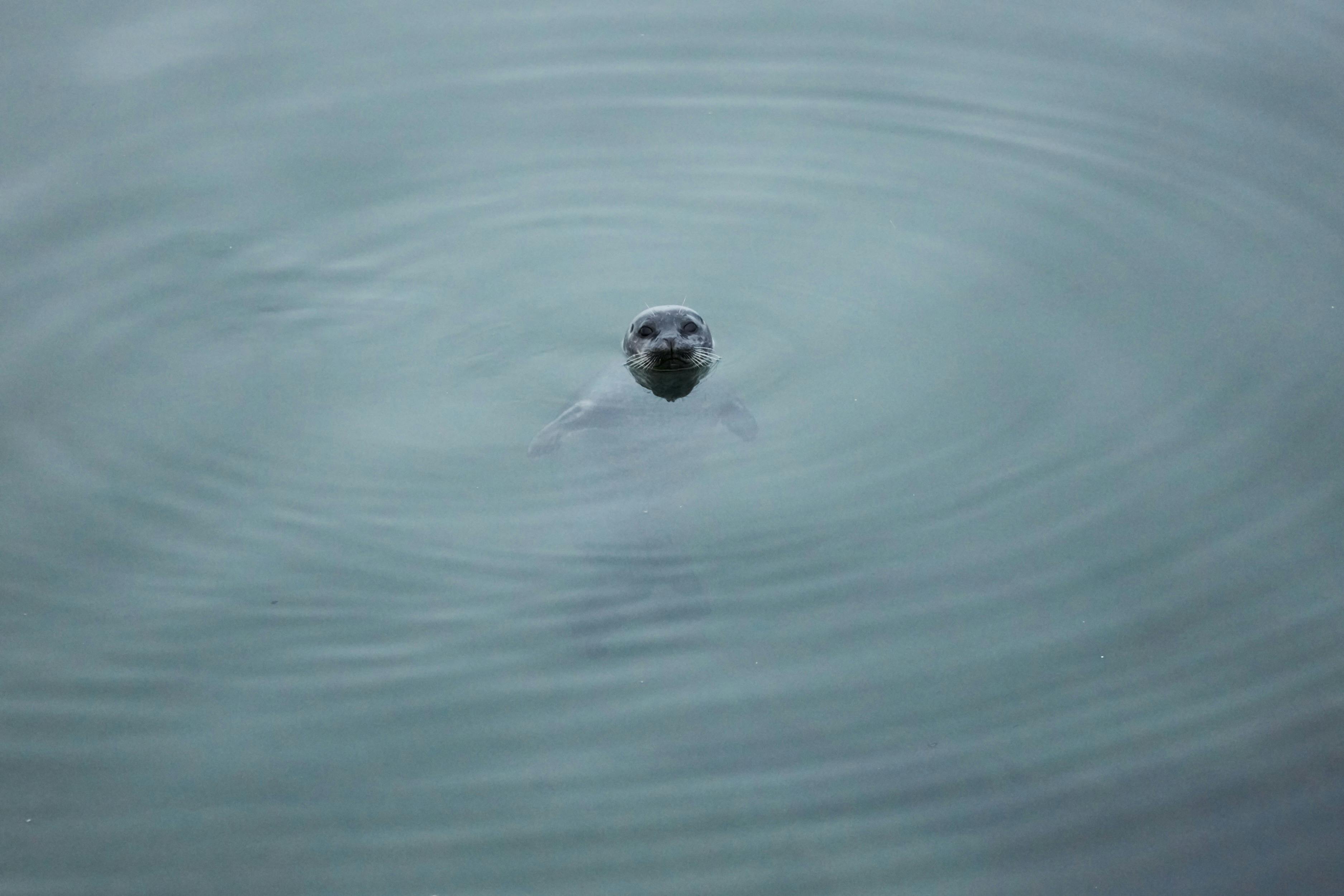 Phoque nageant à Ytri Tunga