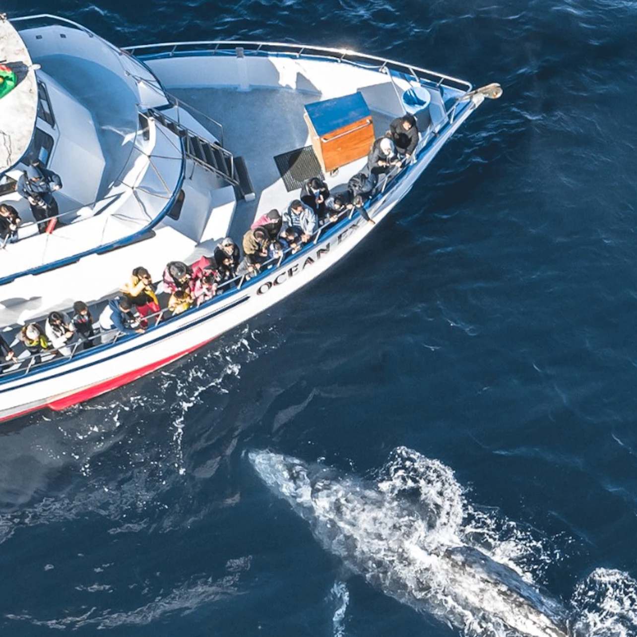 Newport Beach: Year-Round Whale and Dolphin Cruises in Los Angeles β Tiqets