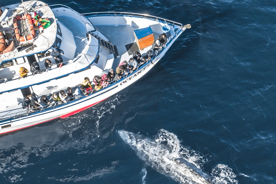 Gray whales are approaching a stationary boat.