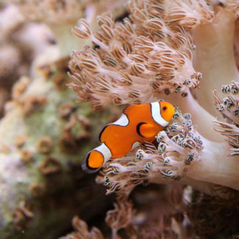 Klaun pluje mezi béžovými korály v podmořské scéně.