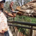 Alimentando uma girafa no centro de girafas.