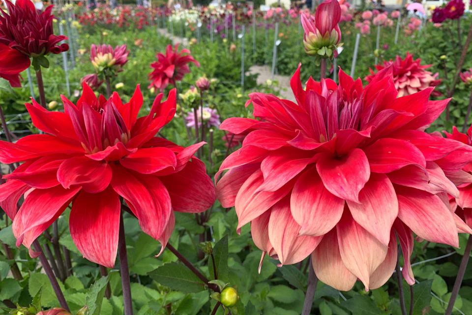 Enjoy the beautiful colors