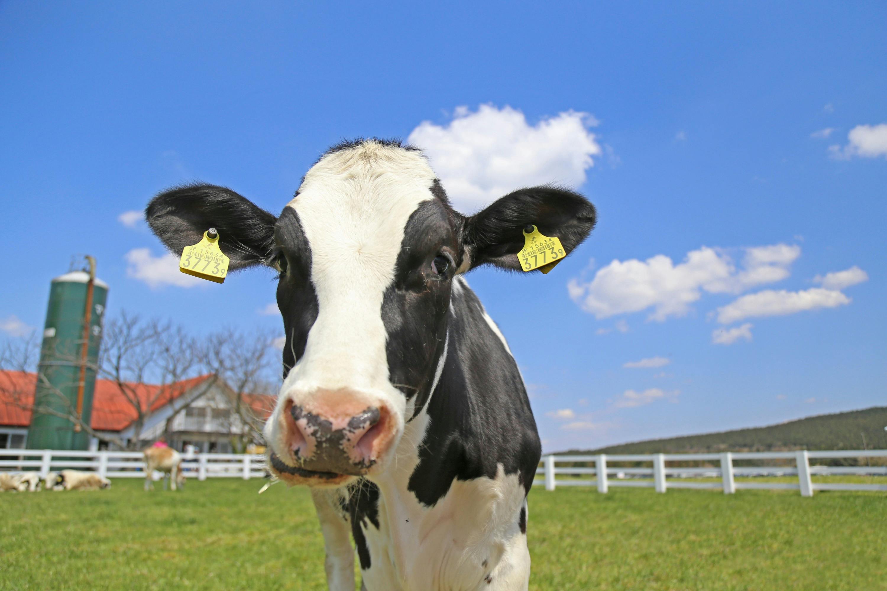 Chiba Mother Farm: Admission Ticket