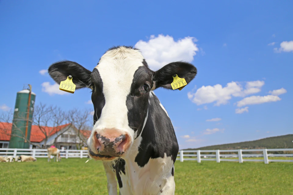 A close-up of a black and white cow with yellow ear tags in a grassy field, a white fence, and a barn in the background.