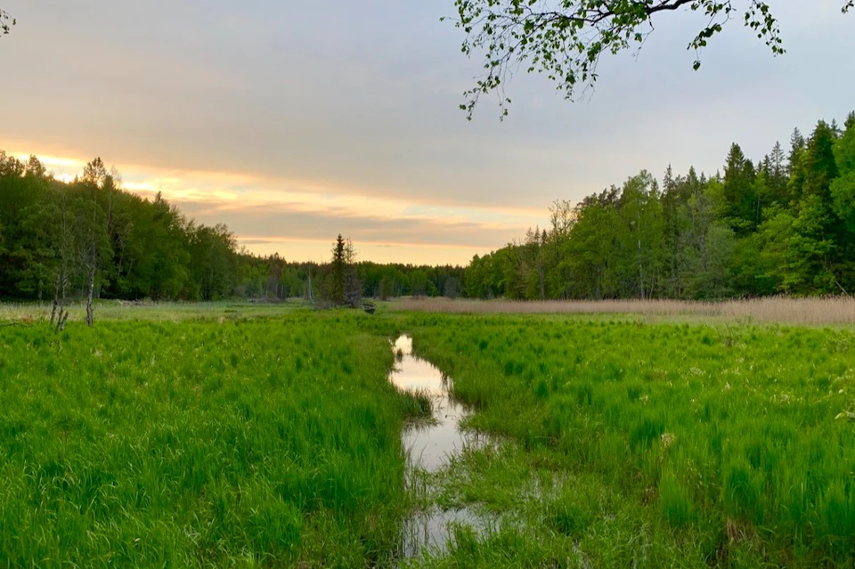 Evening Hike in Tyresta
