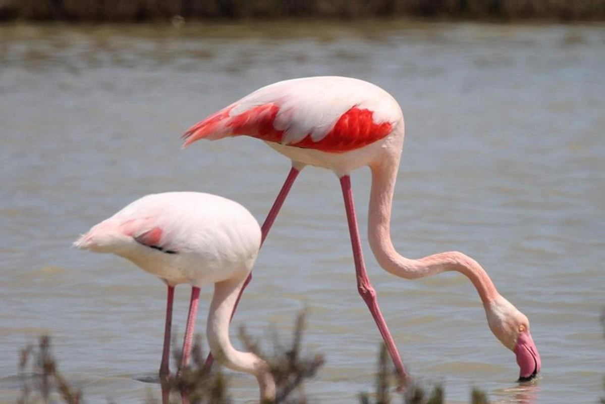 Two flamingos with pink and red feathers wading in shallow water, one with its head submerged.