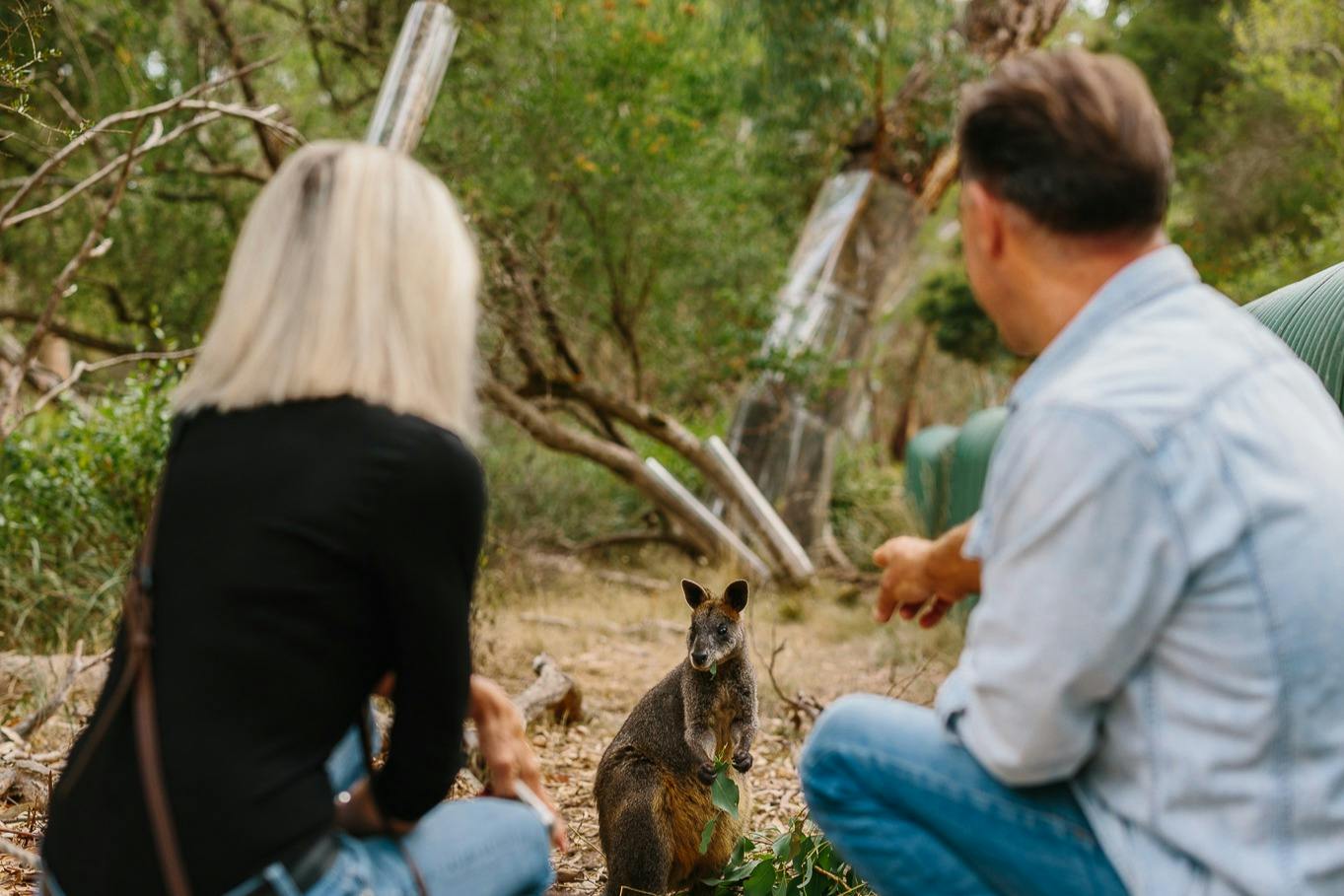 A kangaroo stands in a natural setting while two people crouch nearby, observing it closely in a forested area.
