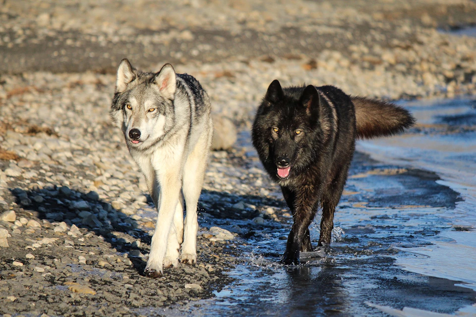 Wolfdog Sanctuary