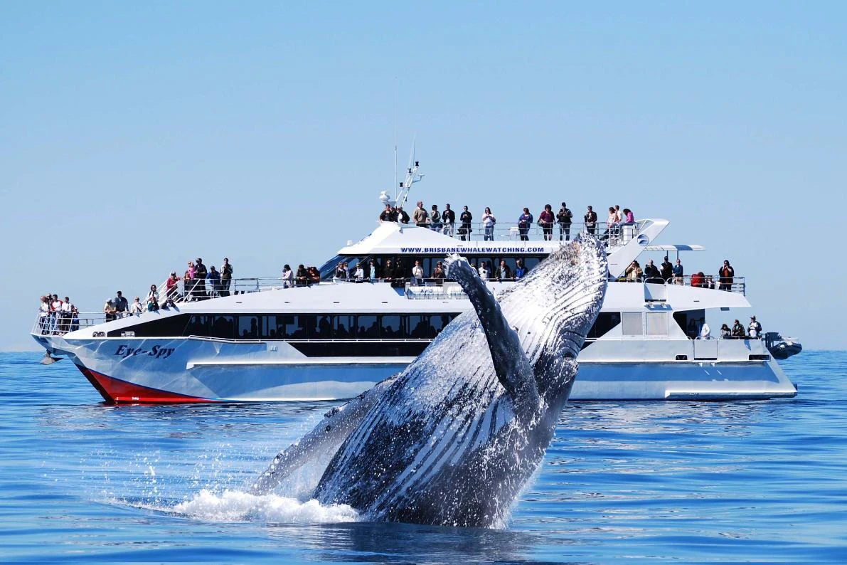 Brisbane: Passeio de barco para observação de baleias + almoço