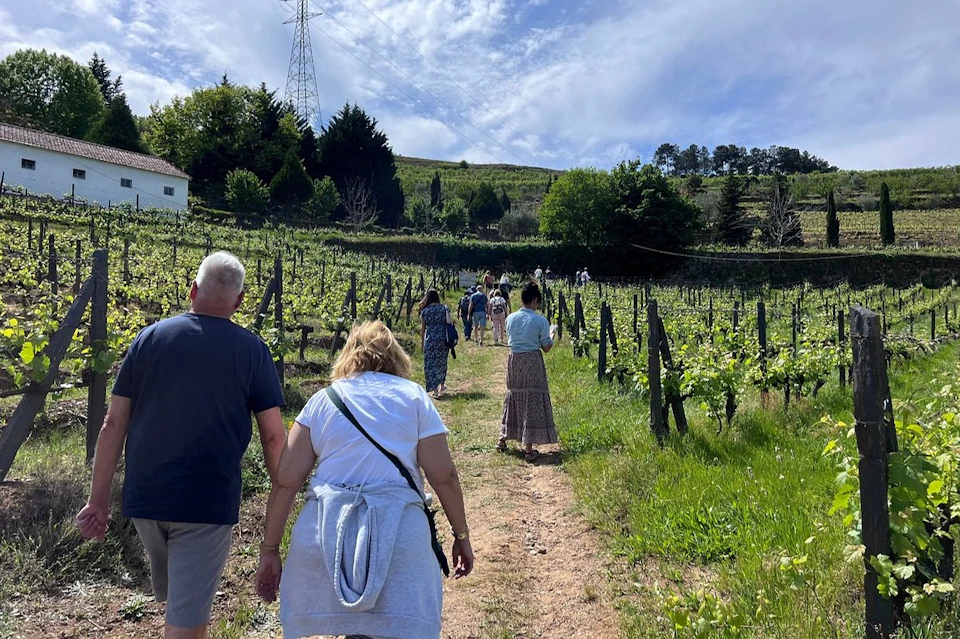 A group of people walking up a dirt path through a vineyard on a sunny day, with trees and a power line in the background.