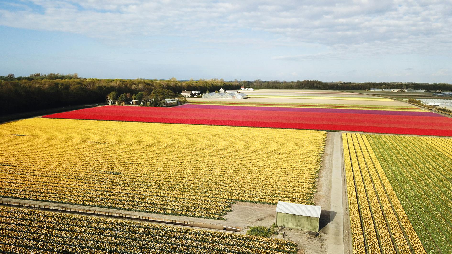 Admire the tulips and flowers up close