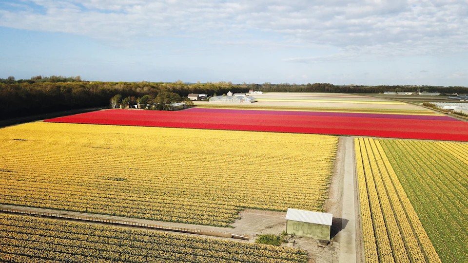Admire the tulips and flowers up close