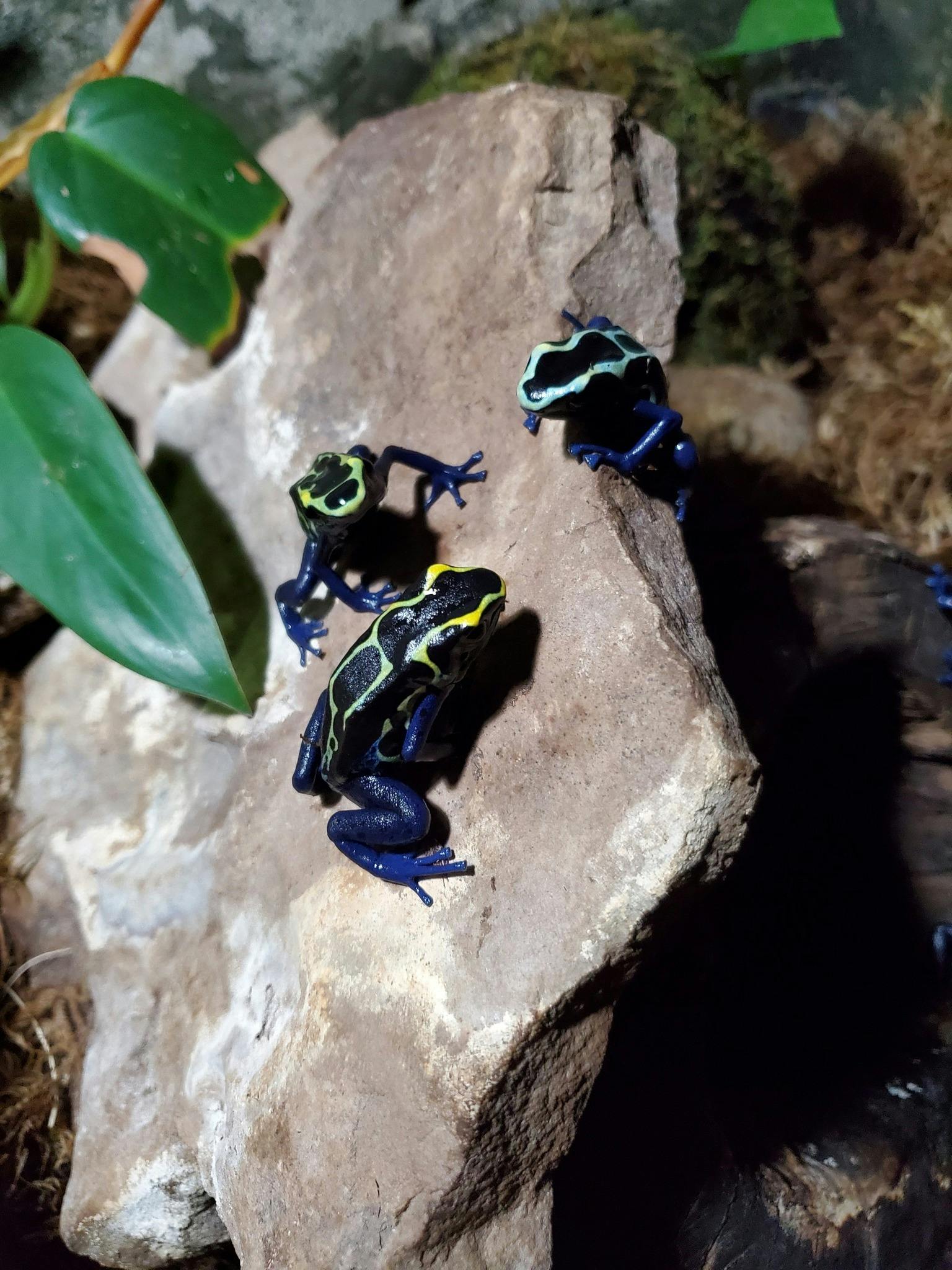 활기찬 푸른 다리와 노란 줄무늬 시체가 달린 세 마리의 독개구리가 바위 위로 올라가며, 주변에는 푸른 잎과 이끼가 있습니다.