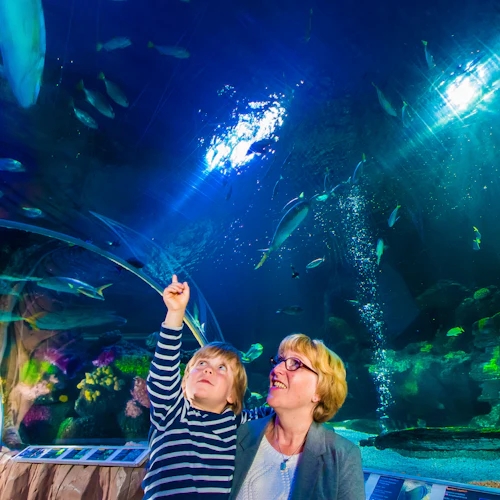 SEA LIFE Blankenberge: Entry Ticket