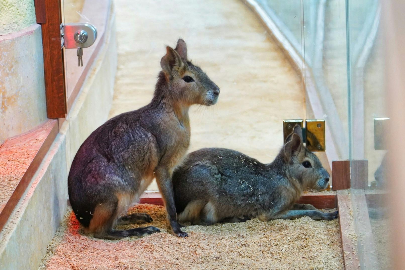 Two Patagonian maras in an enclosure with a sandy floor, one sitting upright and the other lying down near a glass panel.