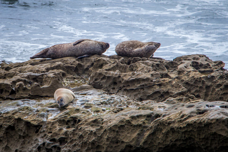 Three seals resting on a rocky shoreline with waves in the background.