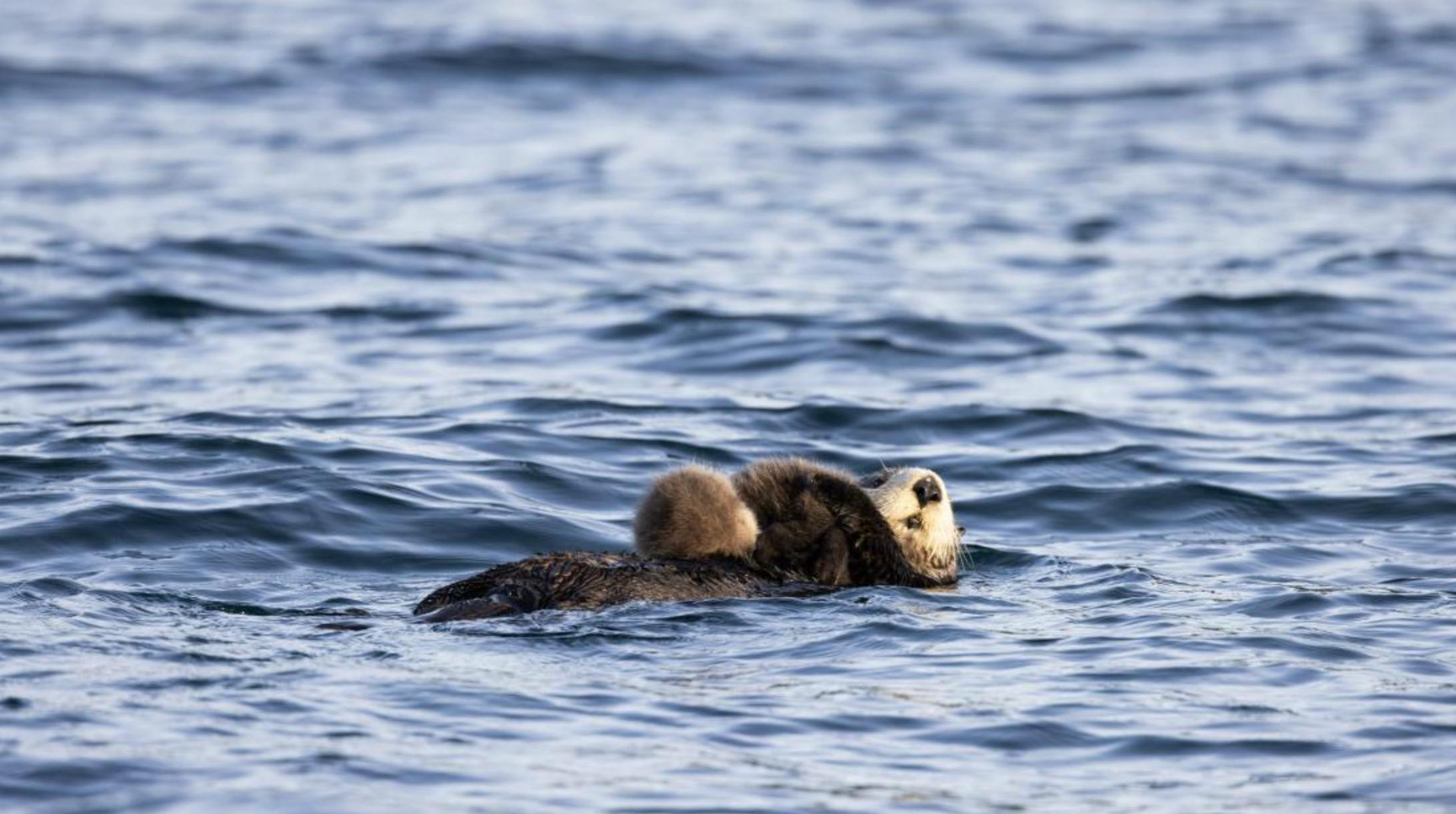 Simons Theatre: Sea Otters – A Wild Family Adventure 3