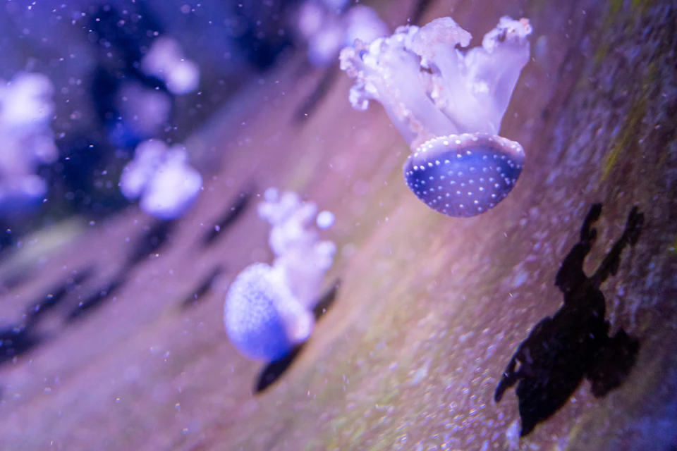 Acuario do Grove