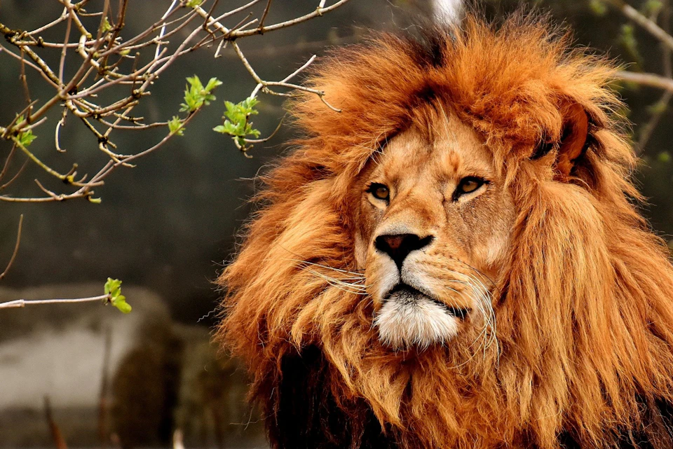 Lion