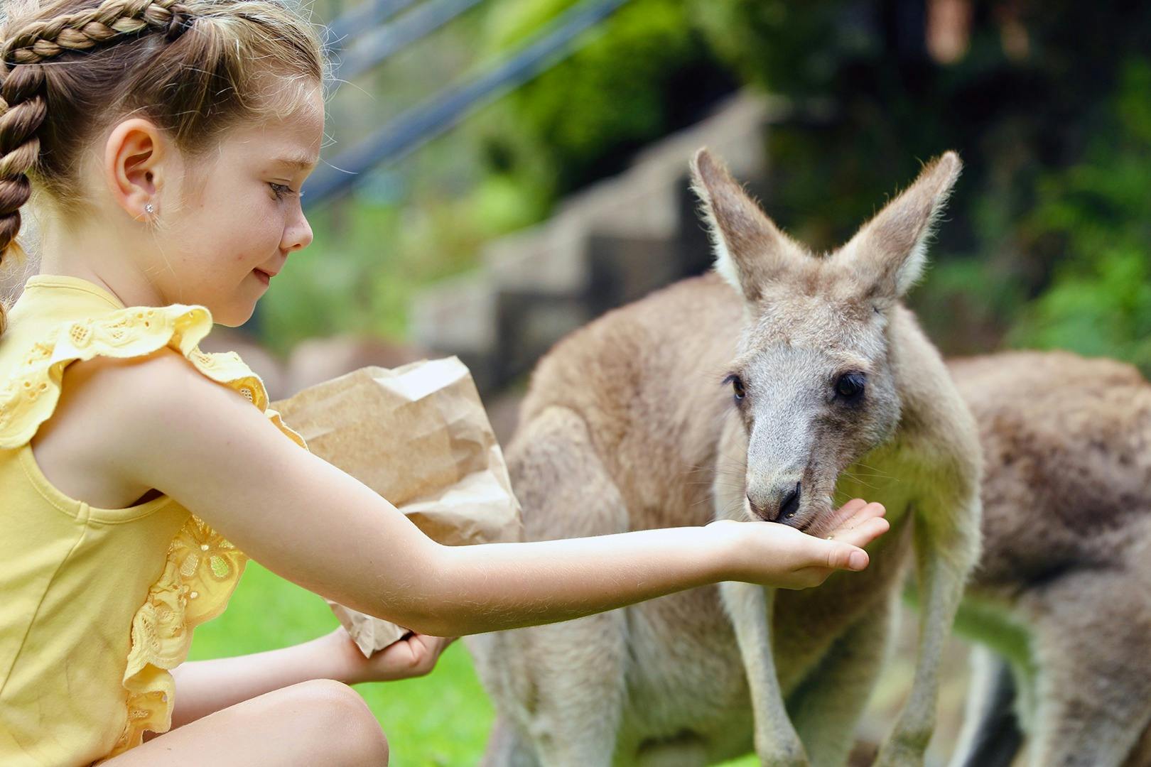 Nourrir les kangourous à la main