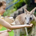 Ręcznie karmione kangury