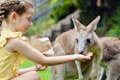 Kangoeroes met de hand voeren