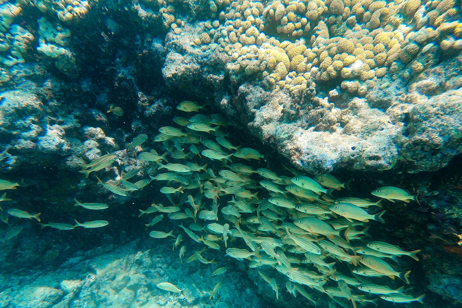 Double Dip Snorkel Trip - Photo 6
