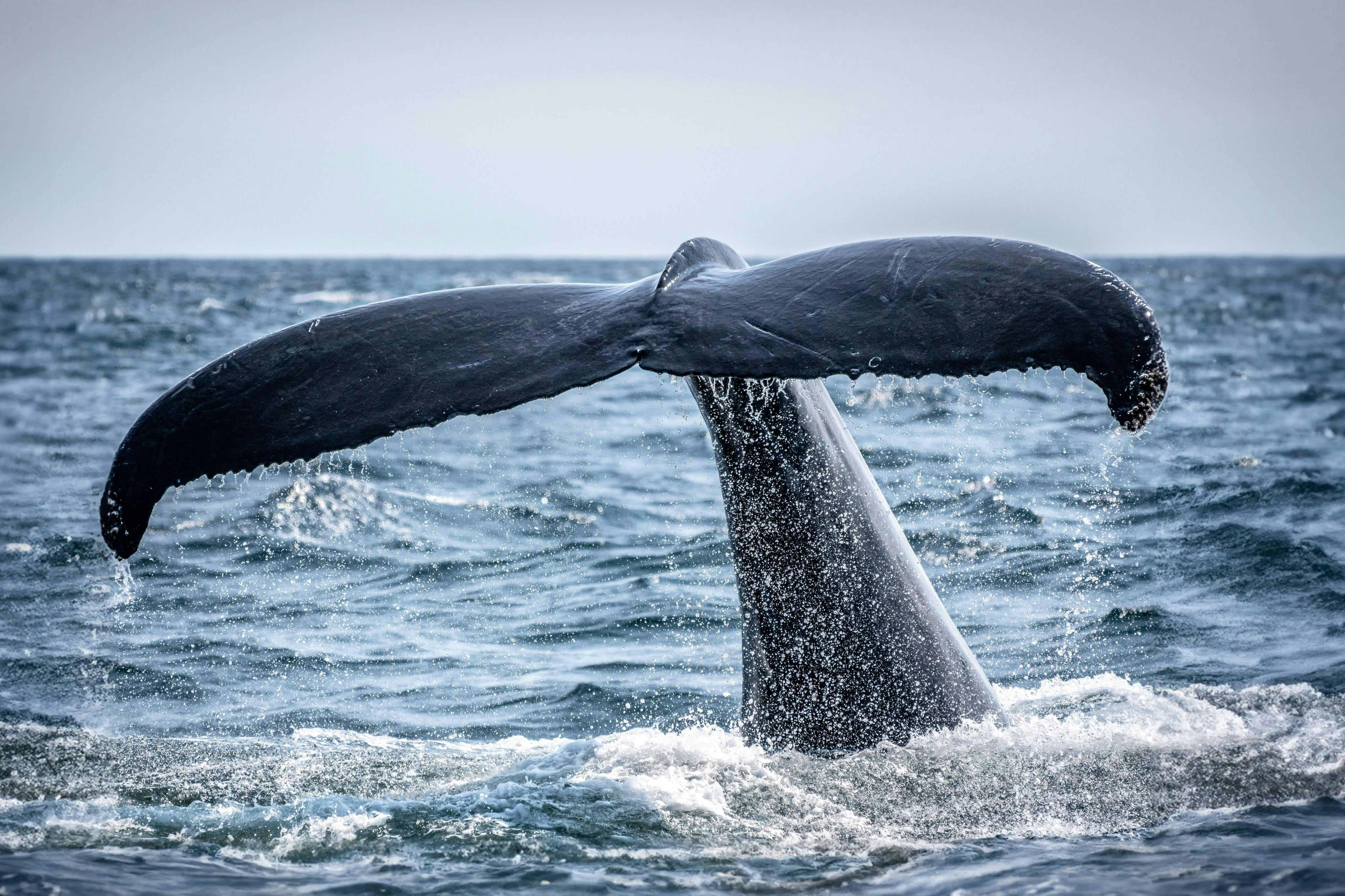 Algarve: Tour in barca per l'avvistamento delle balene e dei delfini — 4