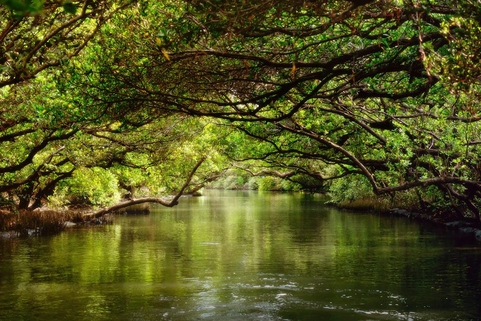 A calm river flowing under a canopy of lush green trees arching over the water, creating a serene and shaded scene.