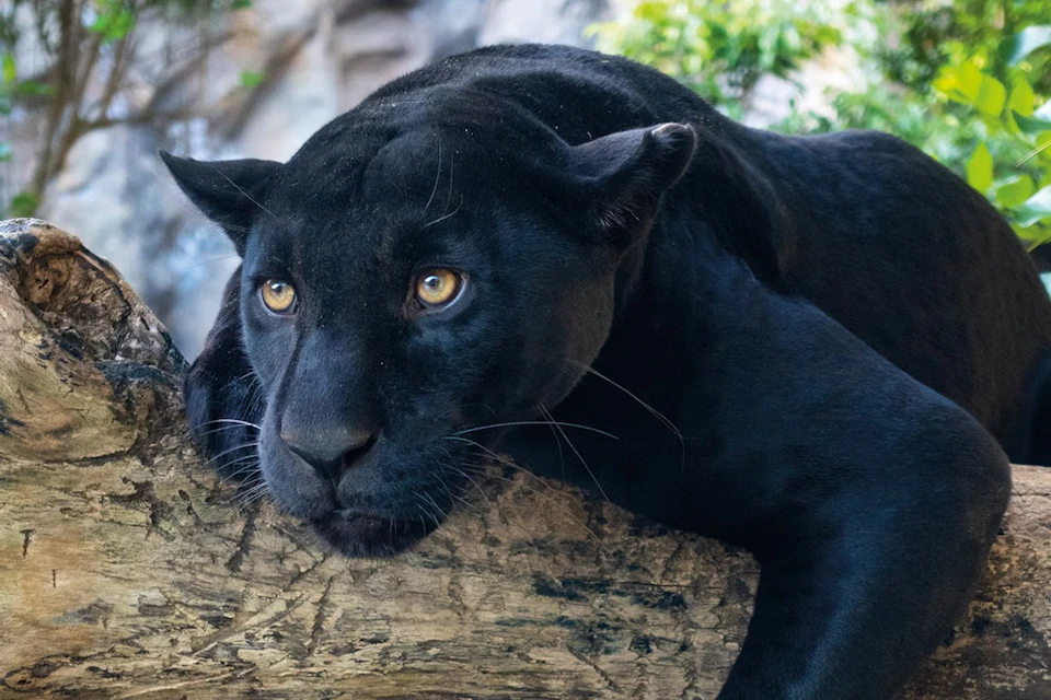 A black panther lays its head and front paws on a tree trunk, its golden eyes staring ahead. Green foliage is in the background.