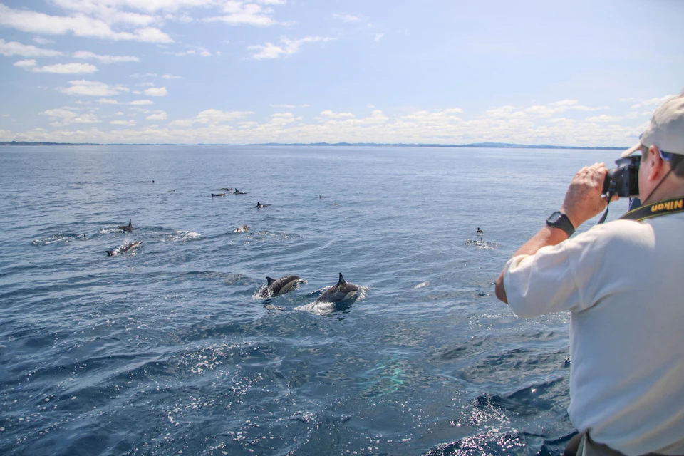 A group of dolphins swimming in the ocean under a clear sky, with a person observing from the side of a boat.
