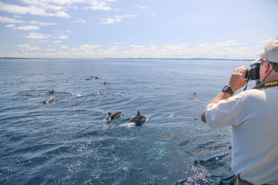 A group of dolphins swimming in the ocean under a clear sky, with a person observing from the side of a boat.