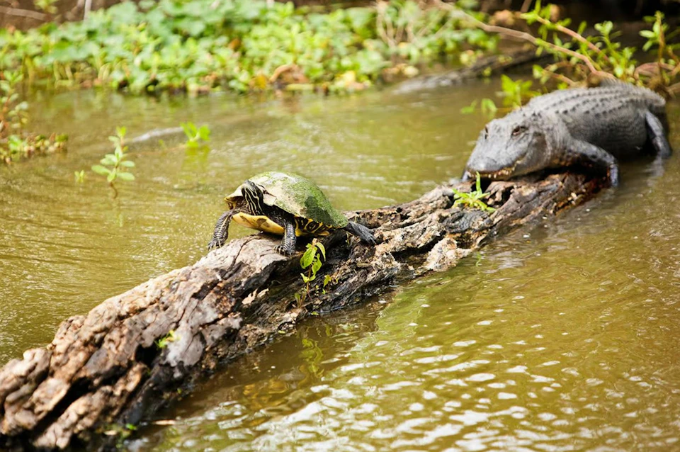 A turtle on a log in a pond surrounded by water and greenery.