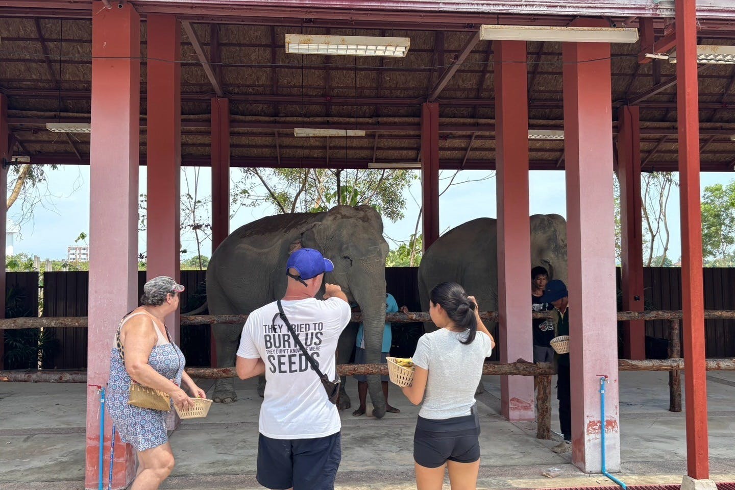 人们在一个有庇护的围栏内喂食两头大象。
